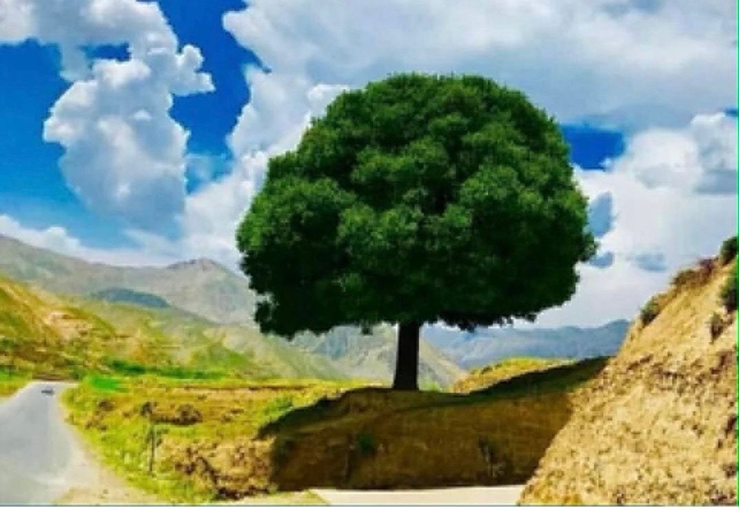 نامهٔ مسعود به ترانه