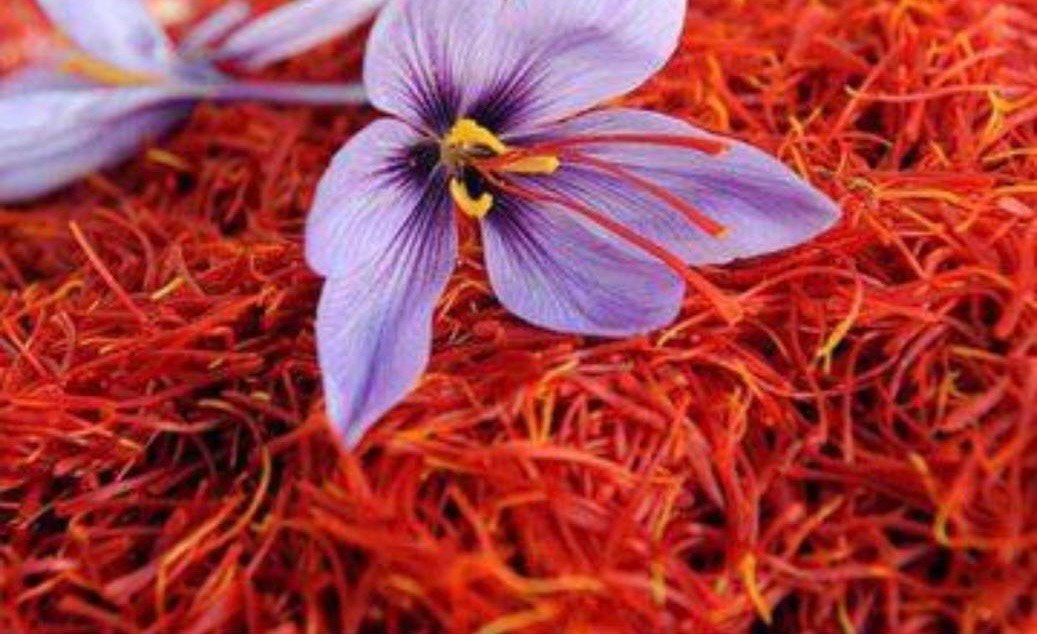 صادرات زعفران افغانستان به ۵۶ تُن افزایش یافته&zwnj;است