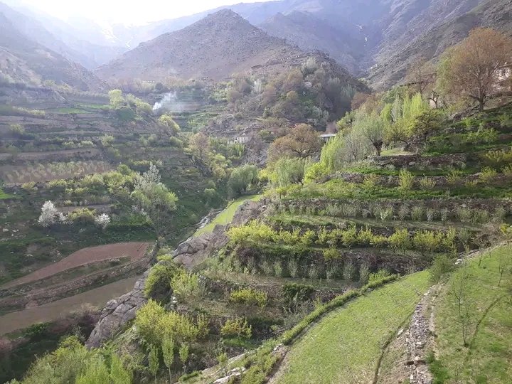 ادامه فشار&zwnj;های طالبان در پنجشیر افراد این گروه درختان یک عالم منتقد را قطع کردند